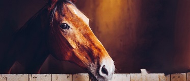 Infonews2026_Desktop_1400x600_9